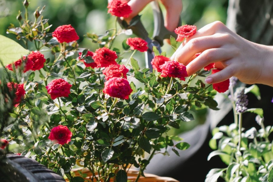 Jak prawidłowo dbać o sadzonki róż?